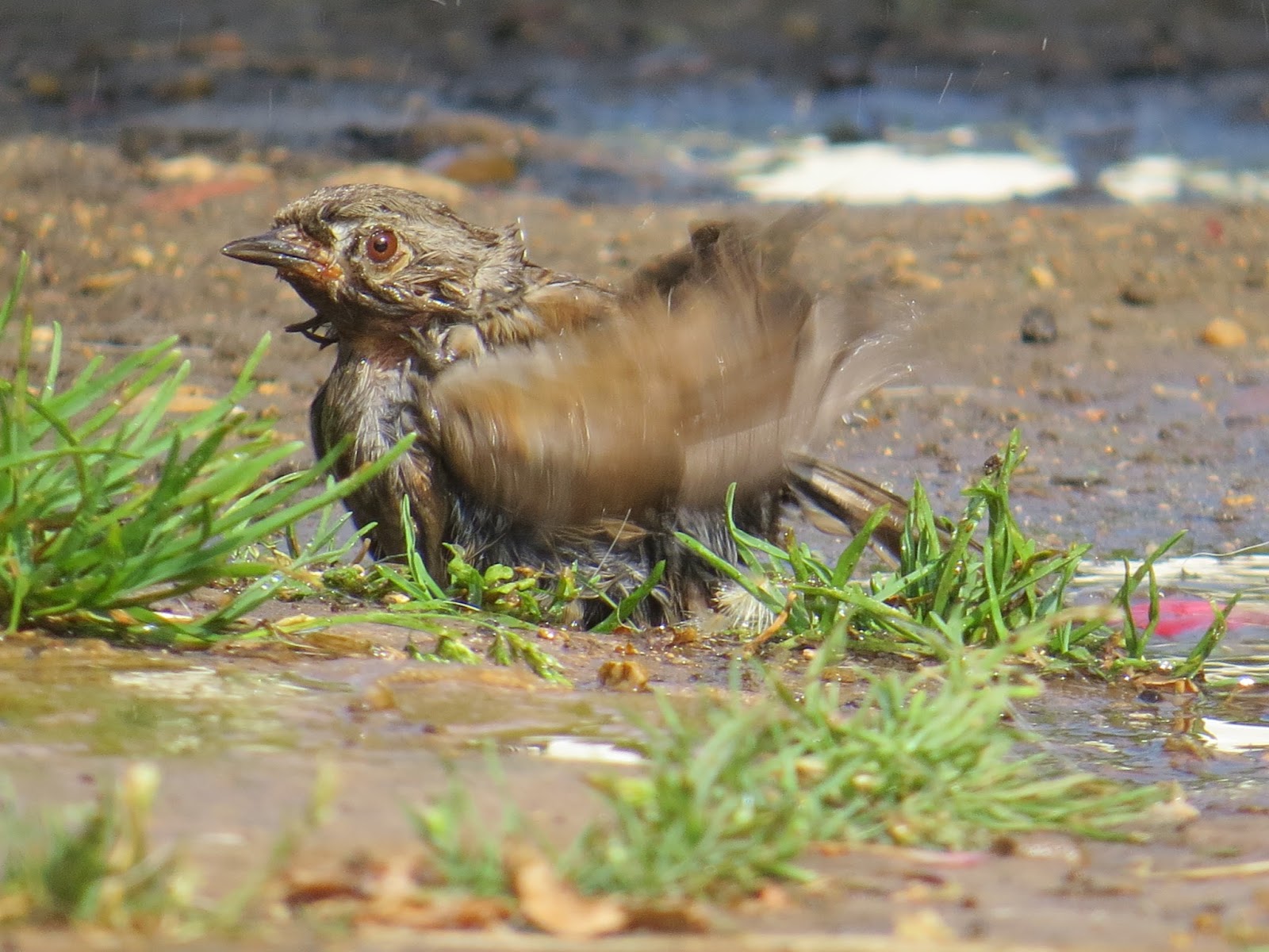 Appleton Wildlife Diary Bird Bath