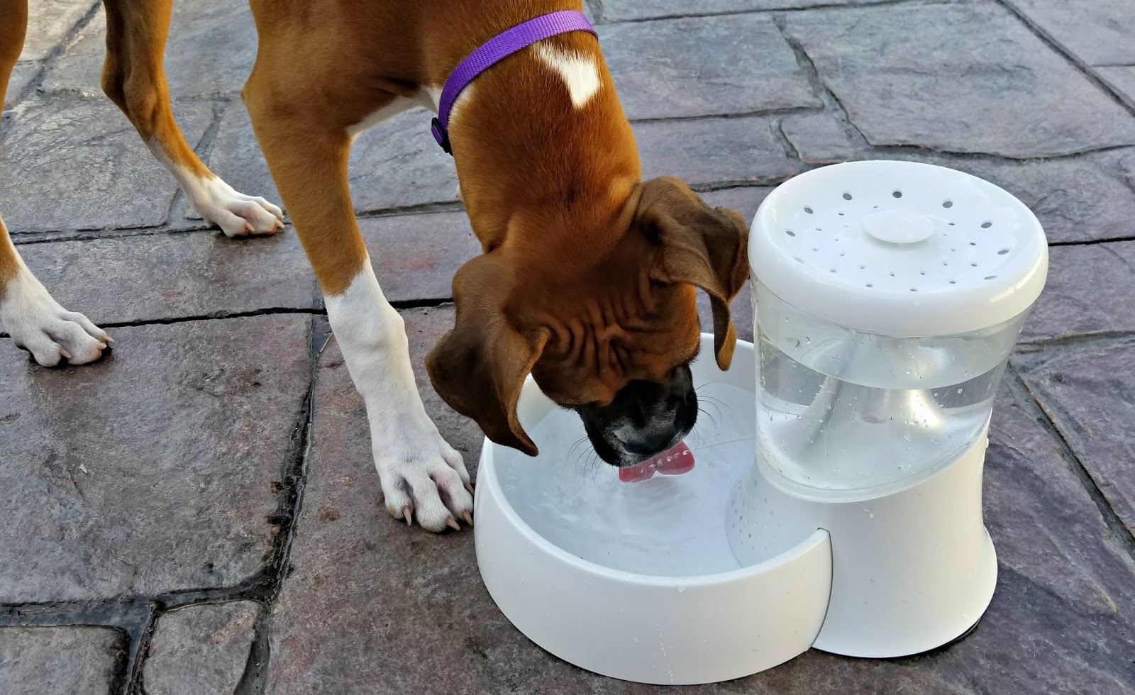 A GEEK DADDY PETMATE FRESH FLOW RAIN FOUNTAIN