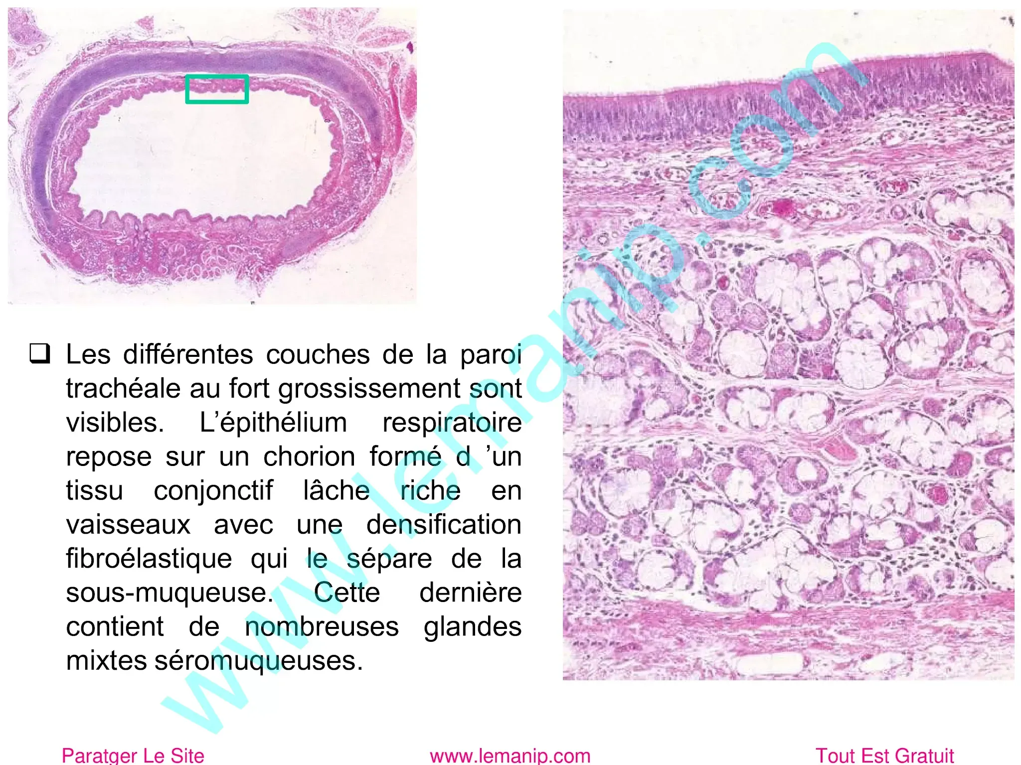 L’épithélium respiratoire