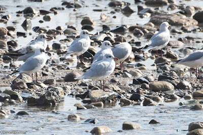 Gavina capnegra (Ichthyaetus melanocephala) envoltada de gavines rialleres 