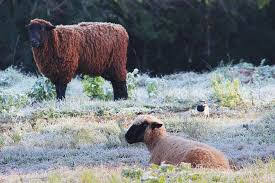 A foto mostra a neve no campo ao amanhecer e já congelada na Região Sul do Brasil. A foto mostra a neve no campo ao amanhecer e já congelada na Região Sul do Brasil.