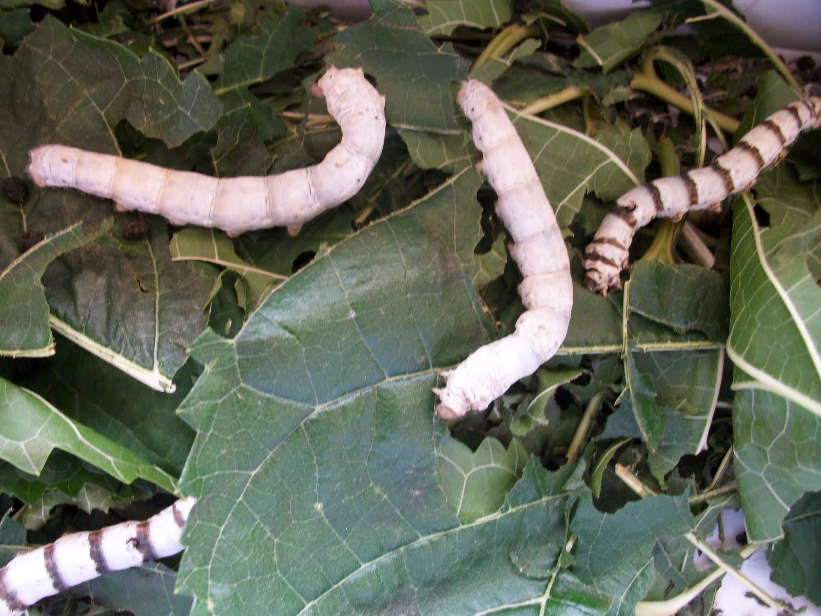 Un nido en el arbre blanc: Norberto ha traído gusanos de seda