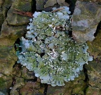 Pengertian Lichenes - E-JURNAL