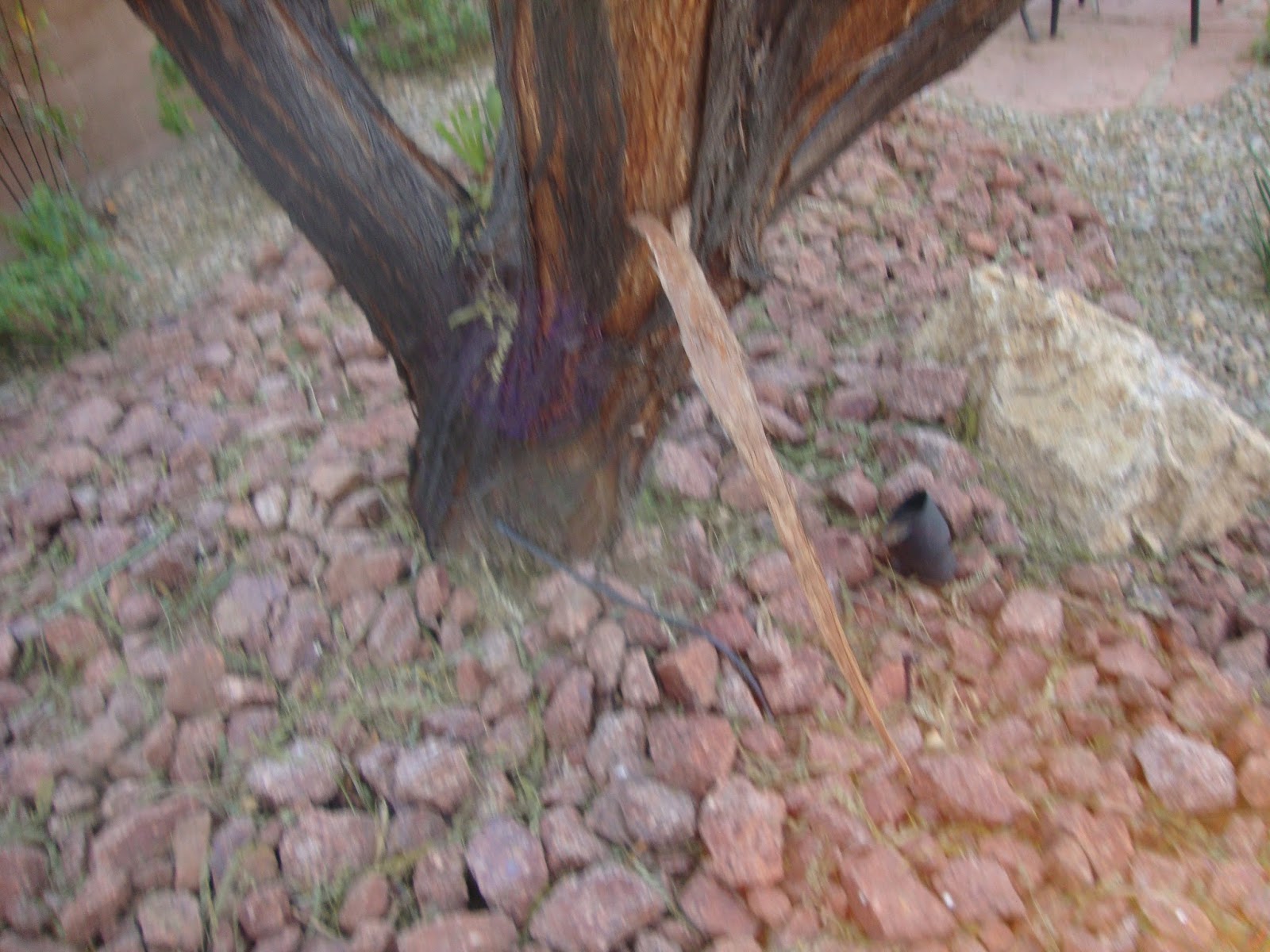 Xtremehorticulture Of The Desert Is Bark Peeling On Mesquite Some Sort Of Problem