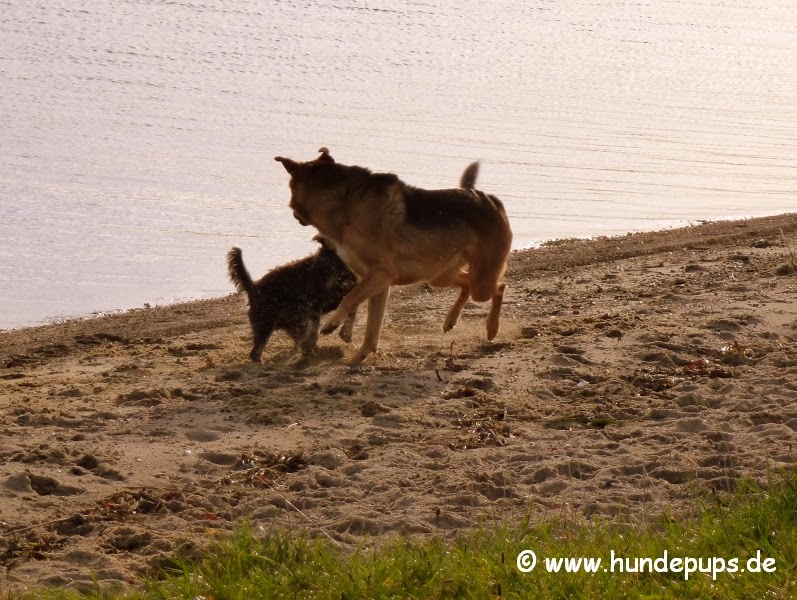 Hundepups Großer böser Hund