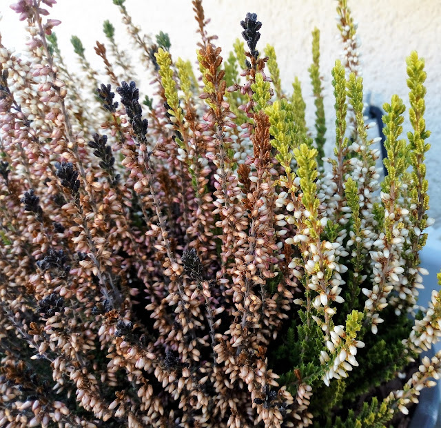 Calluna o brecina (Calluna vulgaris (L.) Hull.).