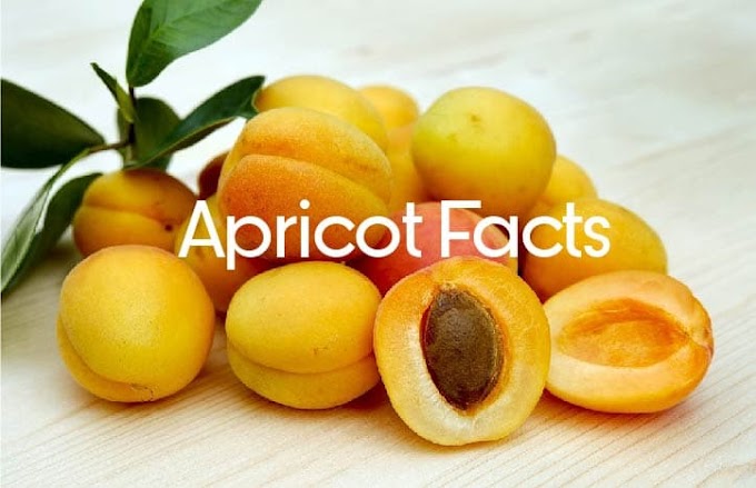 Apricot Facts: 10 Fun Facts About Apricots - InfoHifi