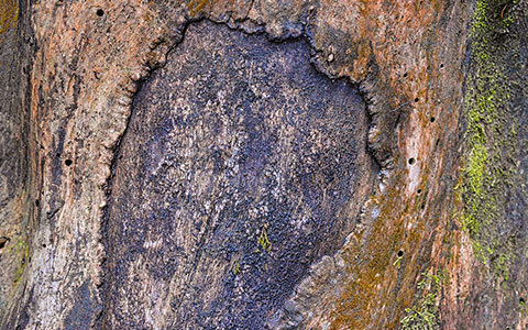 Necrotic diffuse canker on tree trunk killing bark