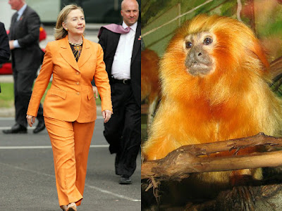 Monkey Hillary Clinton Monkey Hillary Clinton