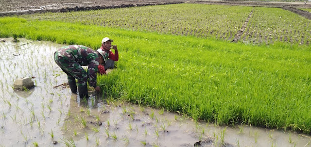 Dengan Penuh Semangat Babinsa Bantu Petani Turun Sawah Dengan Penuh Semangat Babinsa Bantu Petani Turun Sawah