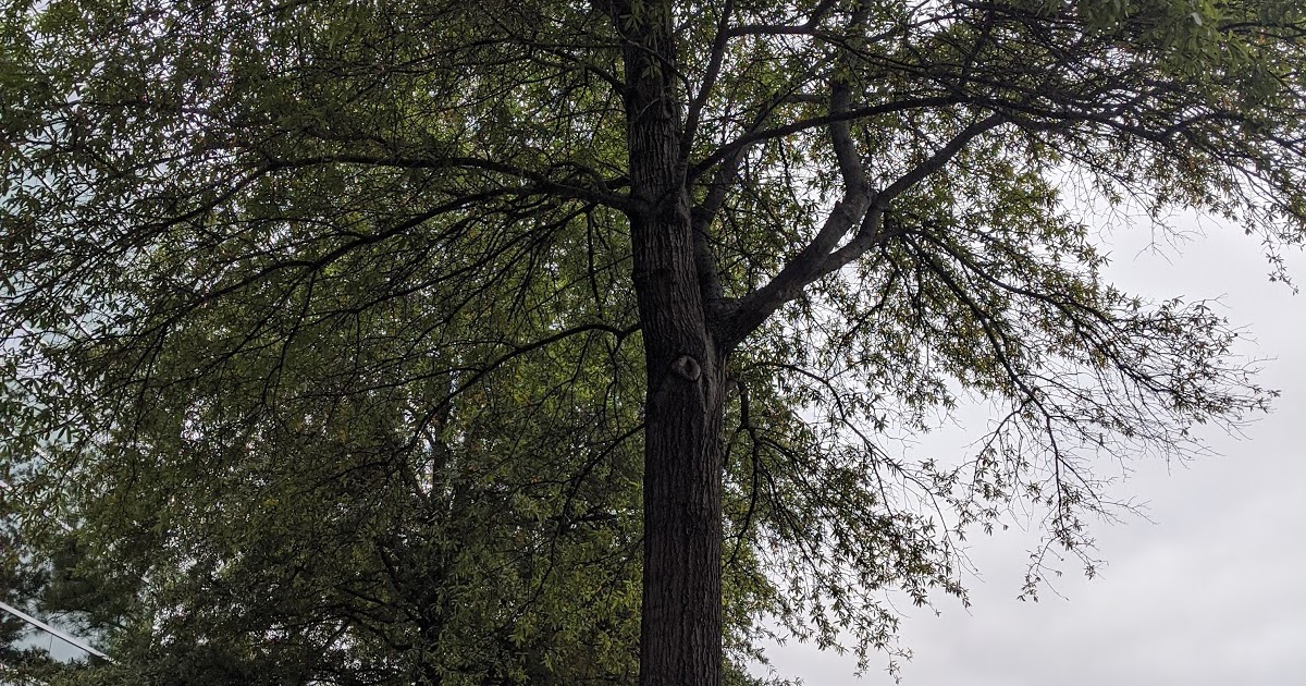 Willow Oak Tree in Memphis Tennessee Fall 2019