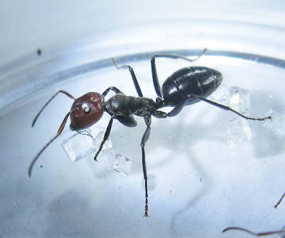 median worker of Camponotus suandersi