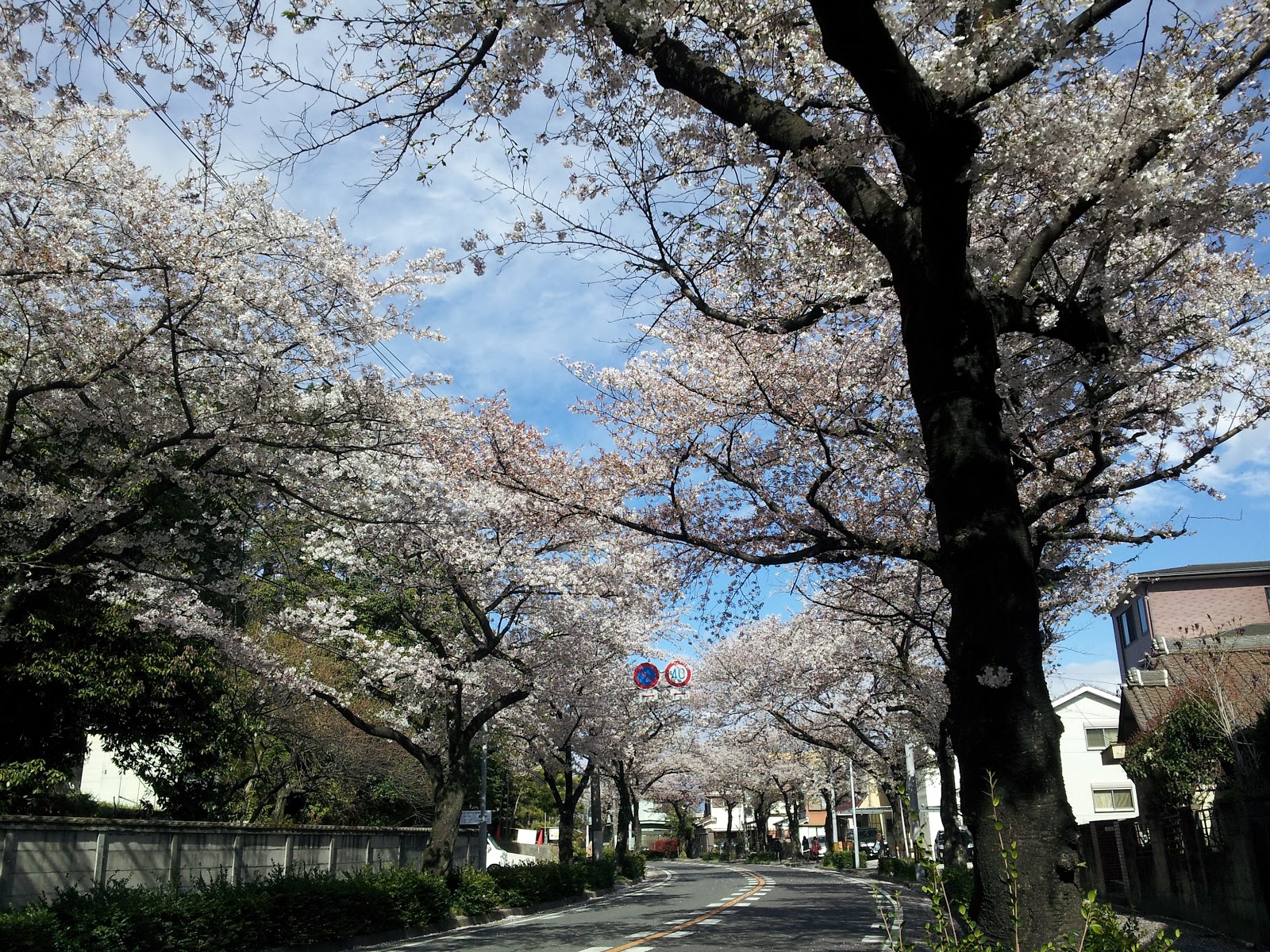 Victoria In Japan Land: Unexpected Cherry Blossom Locations