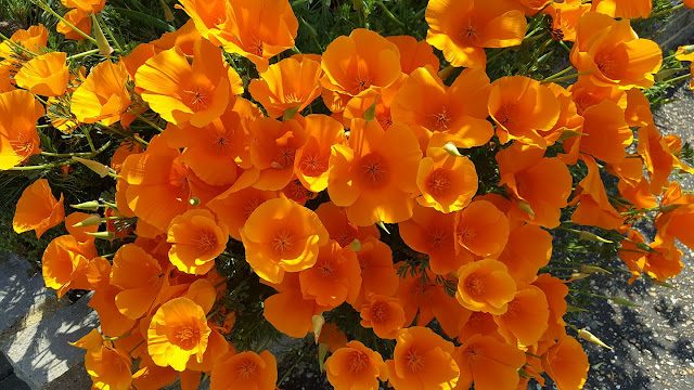 An established californian poppy in full bloom with yellow flowers