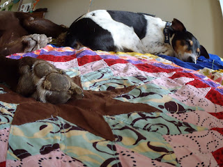 sleepy puppies on Lone Star Quilt