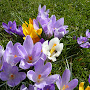 crocus en fleurs