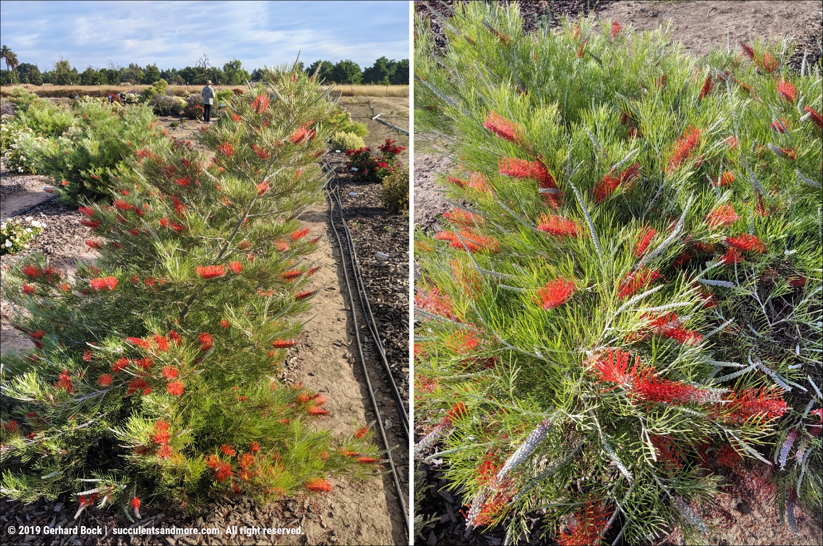 Olive Martini Elaeagnus Shrubs