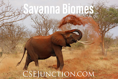Ecological Aspects of Savanna Forest Biomes