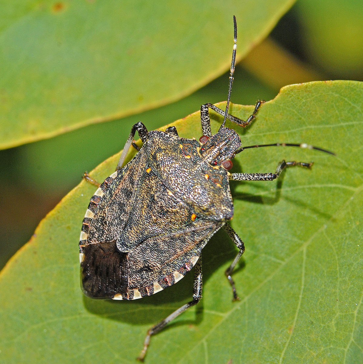 Are Stink bugs dangerous? Where do stink bugs come from?