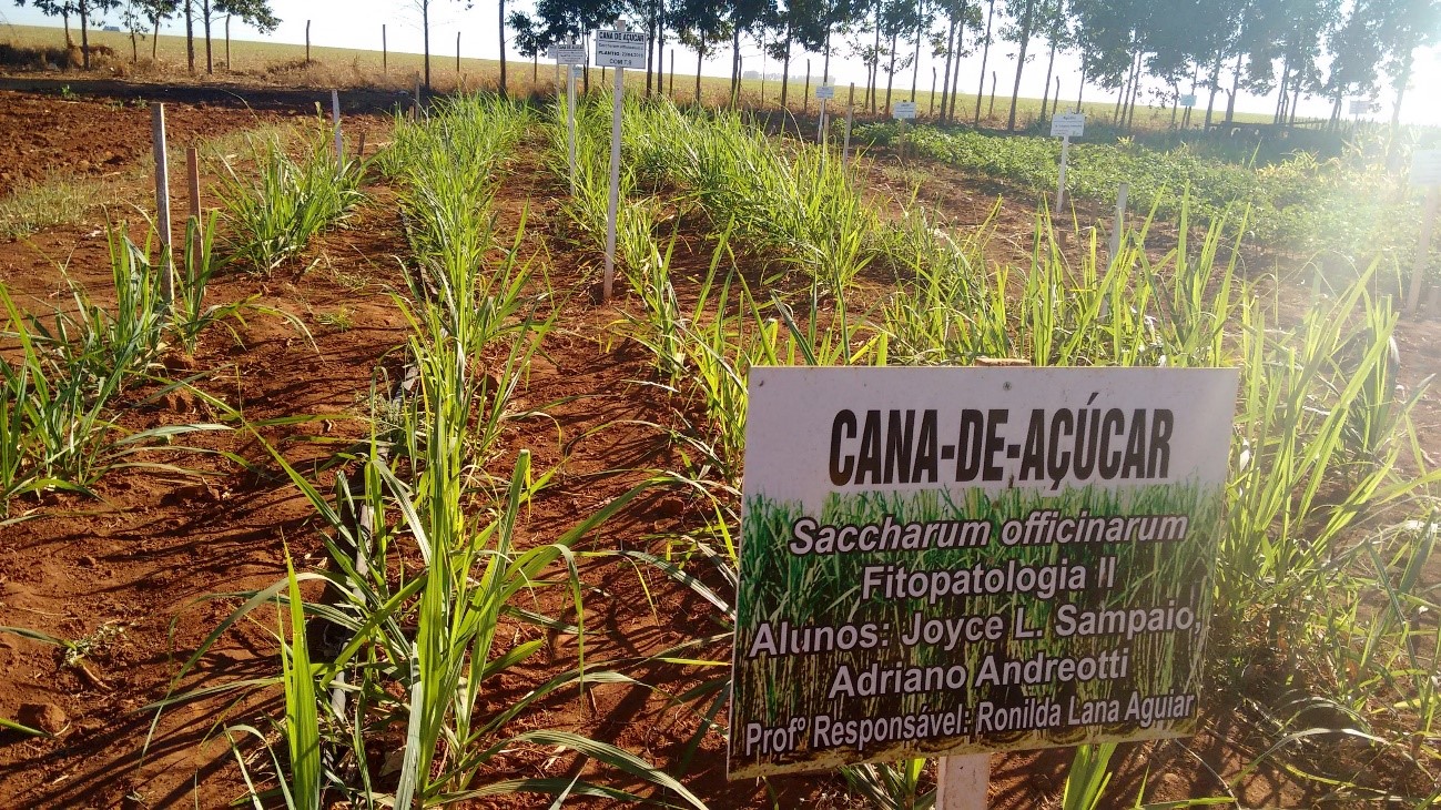 Monocultura De Cana De Açúcar - RETOEDU