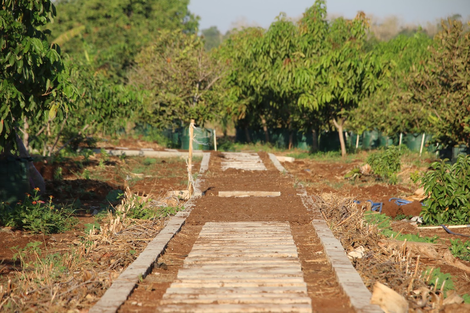 Agrowisata Situ Bolang Indramayu