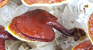 Ganoderma y su acción contra las toxinas y diferentes enfermedades. 