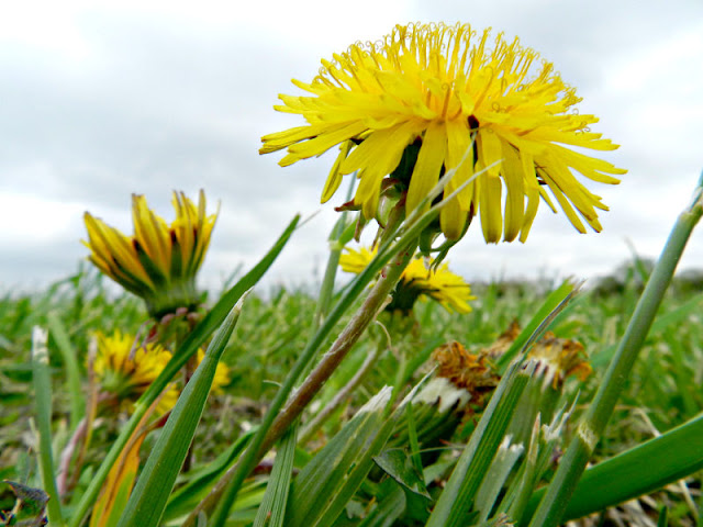 Make dandelion salve to soothe dry hands, sore joints, and minor aches and pains.