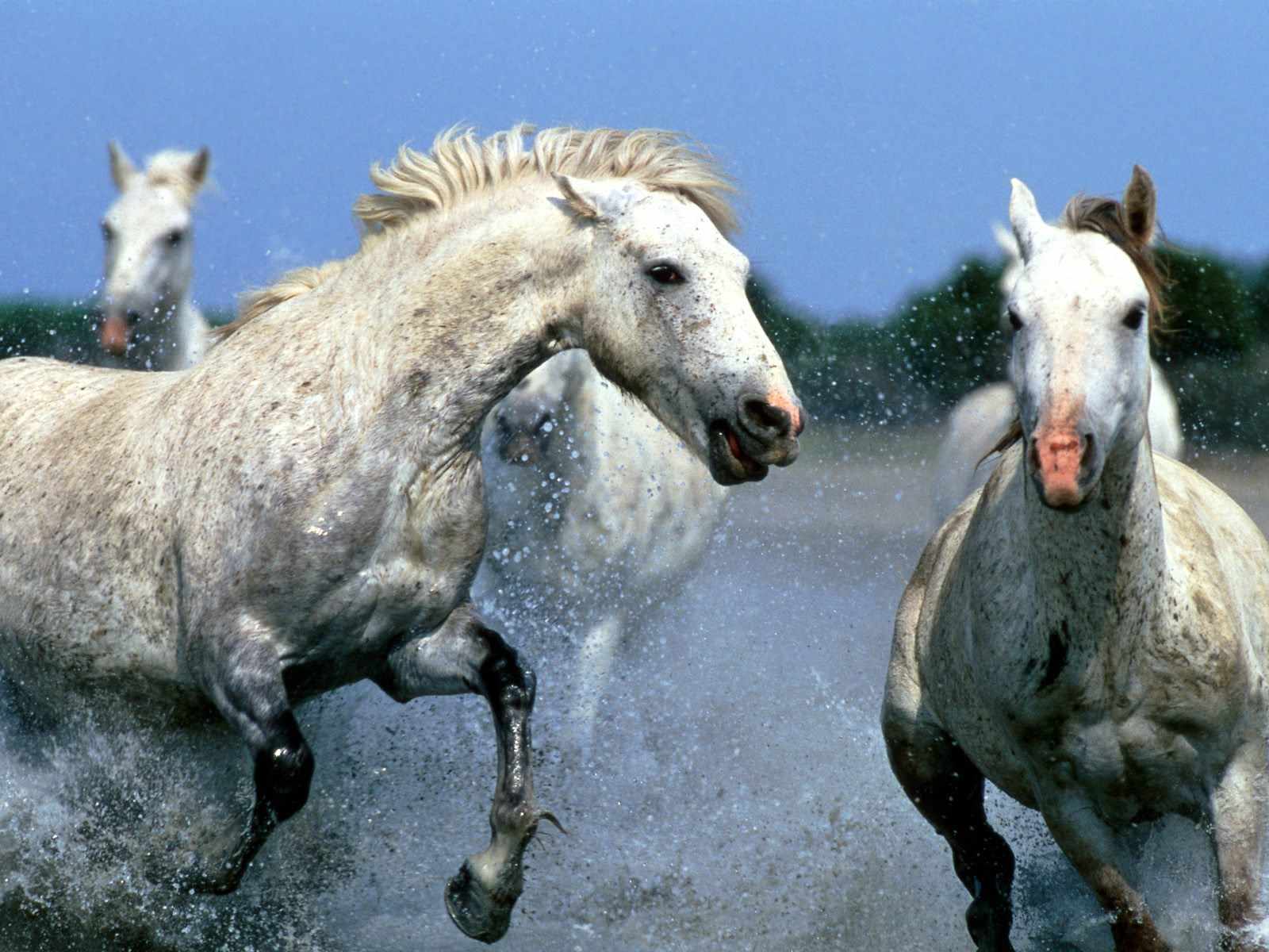 caballos,wallpapers hd,fondos de pantalla,horses