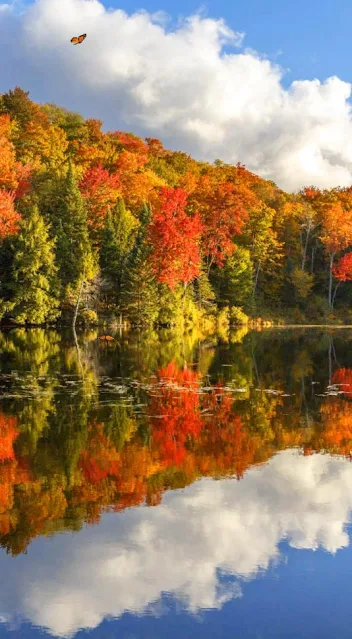Autumn Lake With Butterfly Live Video Wallpaper