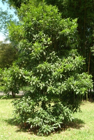 As Arvores Do Brasil Massaranduba Pouteria Ramiflora