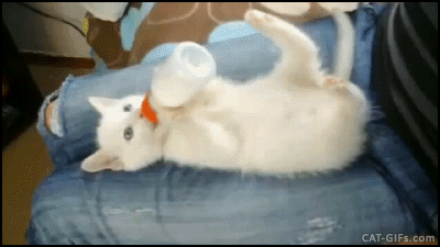 Cute Kitten GIF • Such a precious white kitty holding her bottle like a human baby ♥ 1-2 Cute Kitten GIF • Such a precious white kitty holding her bottle like a human baby ♥ 1-2