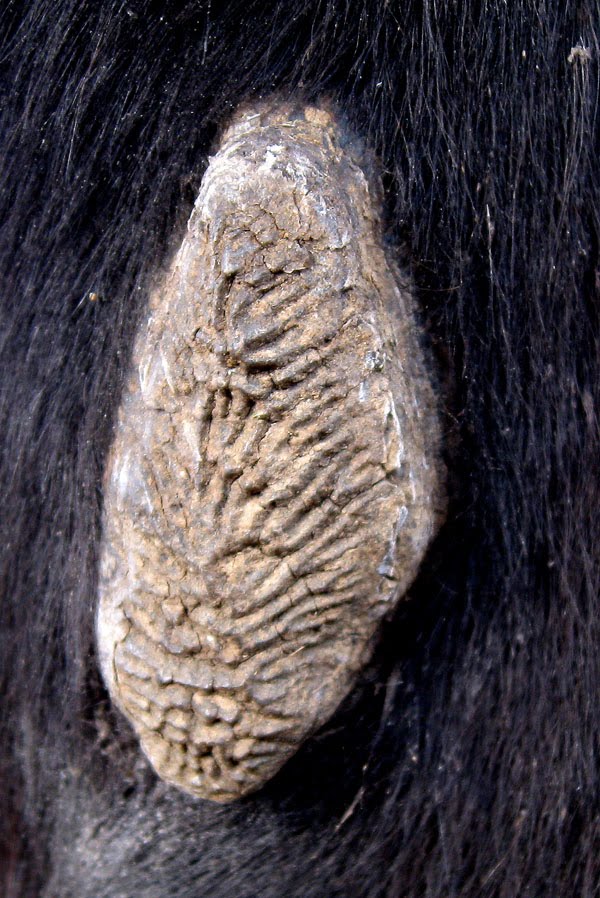 My Equestrian World Equines Chestnuts and Ergots