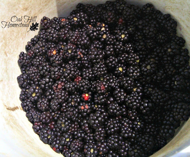 How to Make Blackberry Jam with Pectin Oak Hill Homestead