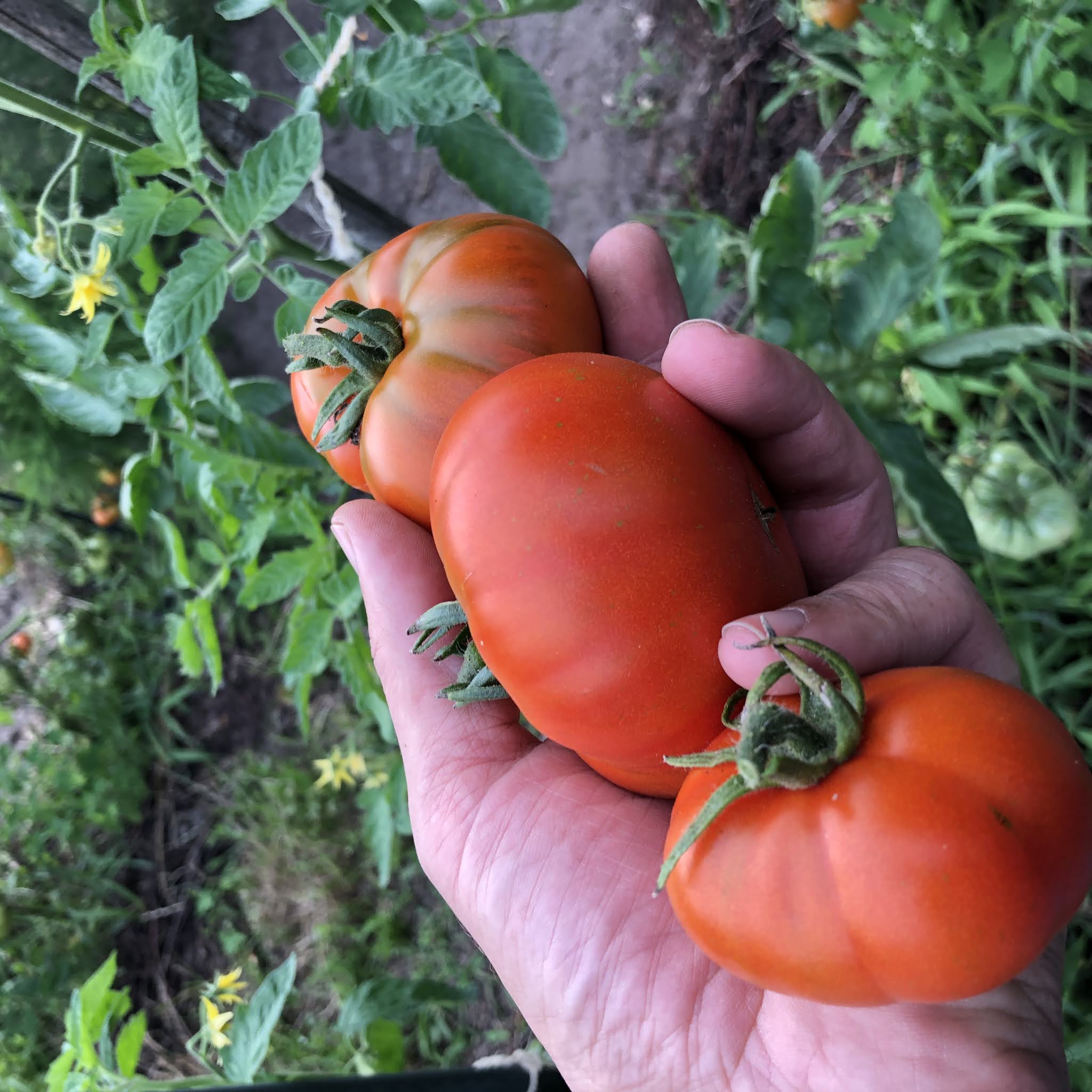 tomaten discutafel moestuin volkstuin zomer juli
