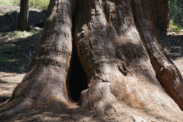 mariposa grove of giant sequoias