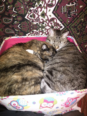 Kitties snuggling together in a box