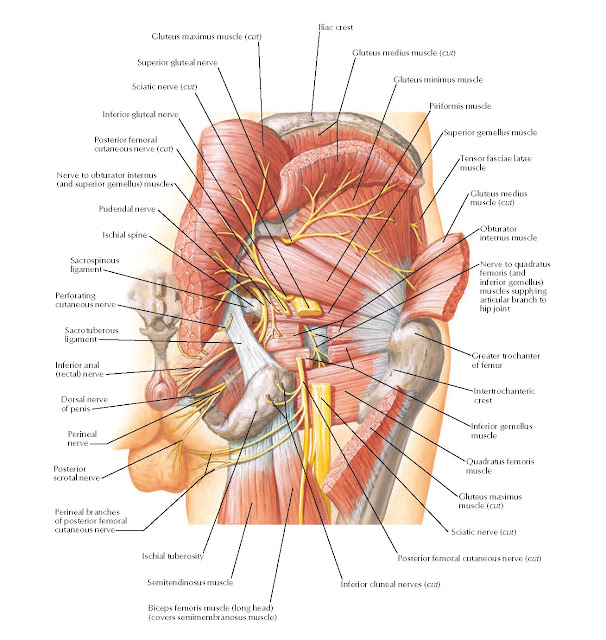 Nerves of Hip and Buttock Anatomy