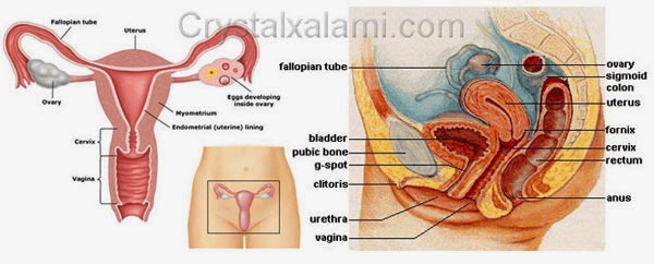 Organ Wanita Yang Berfungsi Sebagai Tempat Pertumbuhan Dan Perkembangan Janin Adalah Sebuah Tempat