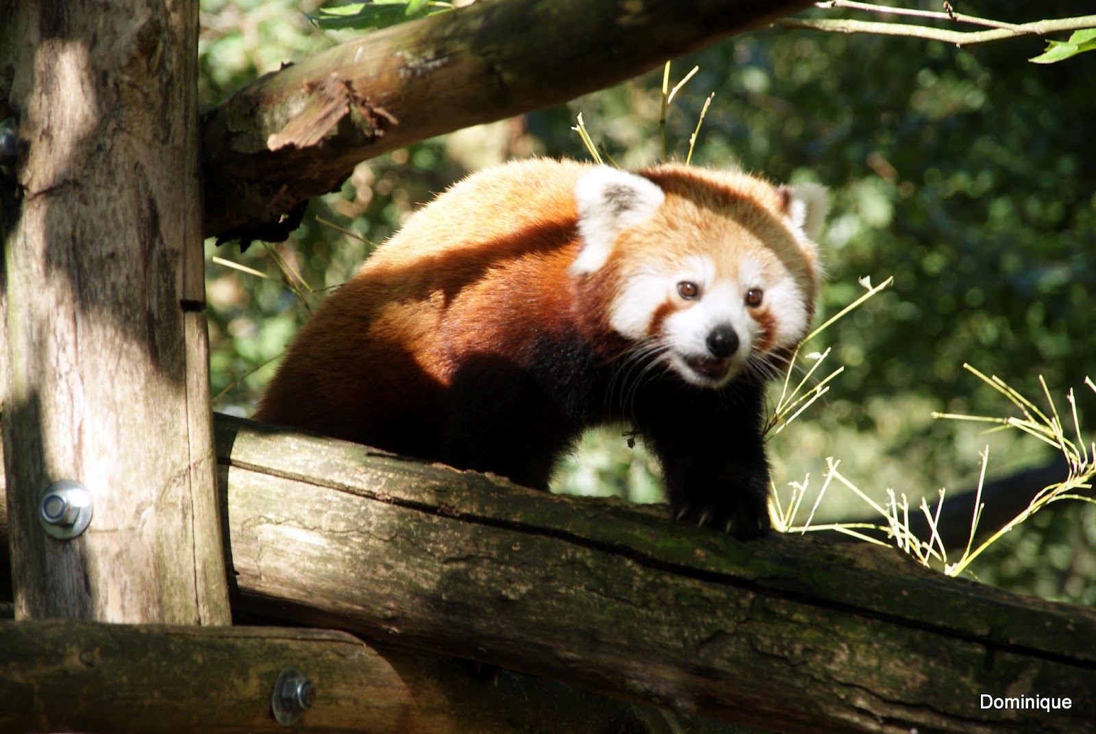 Détours de France. : Panda Roux