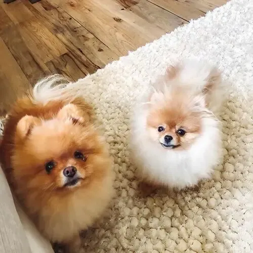 14 Reasons That Prove Pomeranian Are The Most Terrible Dogs On Earth