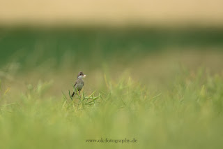 Wildlifefotografie Lippeaue Dorngrasmücke