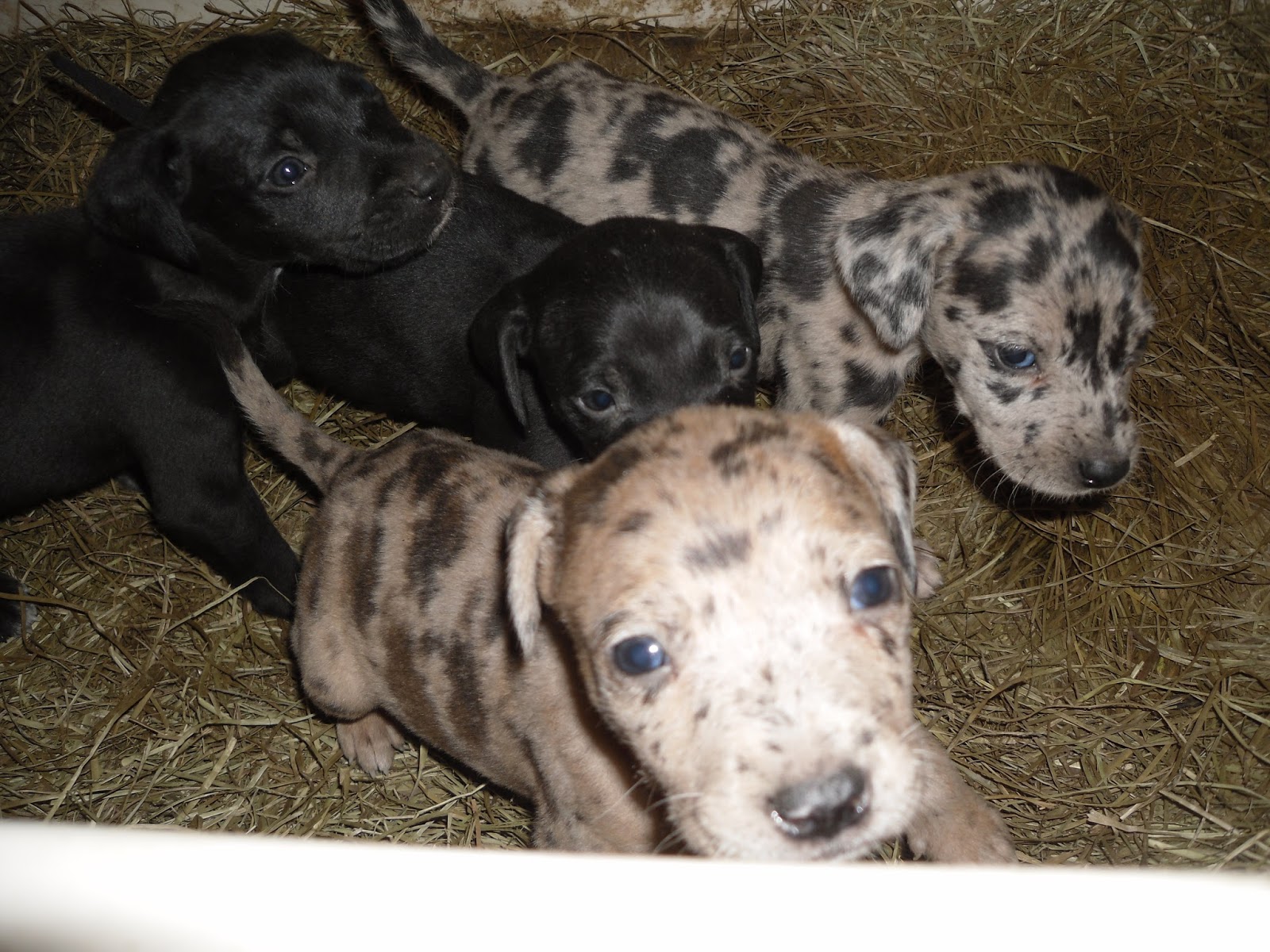 Catahoula Puppies Catahoula Puppies for Sale, Brown Girl and Cutty