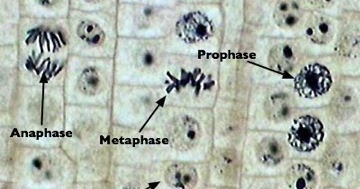 Leading The Change Uchim Uchitsya 9th Grade Lab Work Mitosis In Onion Root Tip Cells