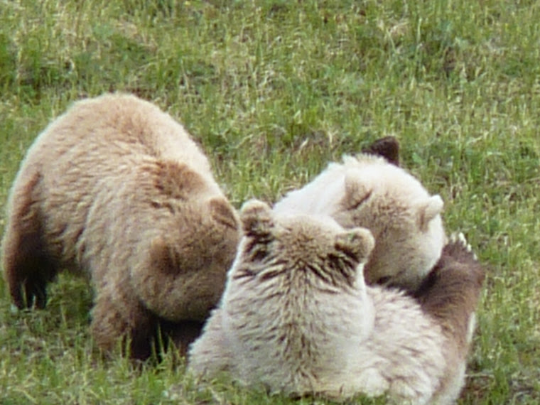 Denali brown bears