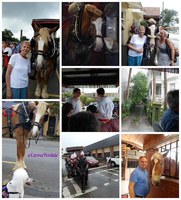 Carma Poodale My Visit To Charleston, South Carolina