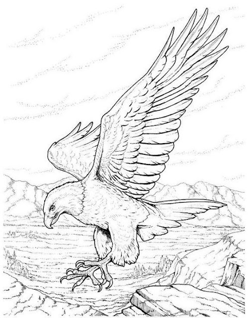 Gambar burung elang Gambar burung elang