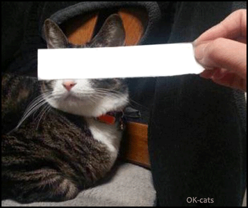 Art Cat GIF • Angry cat with cartoon eyes. Funny Trompe-l'œil effect. "Don't mess with me human." Art Cat GIF • Angry cat with cartoon eyes. Funny Trompe-l'œil effect. "Don't mess with me human."