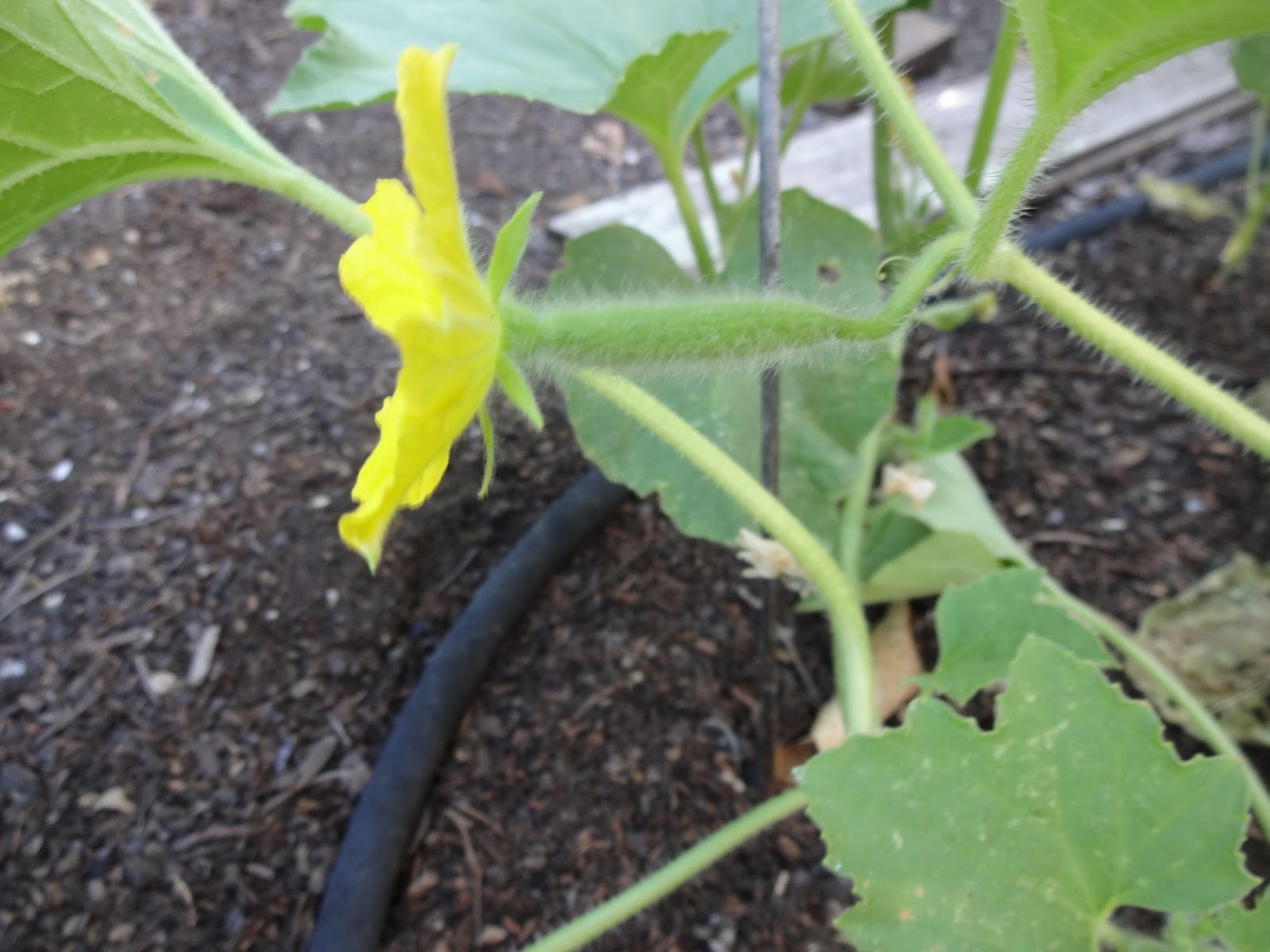 The Scientific Gardener 2018 Dark Armenian Cucumber