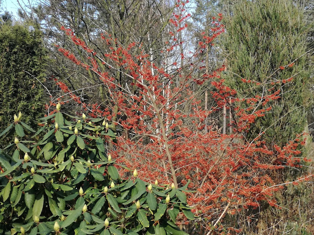 hamamelis Diane