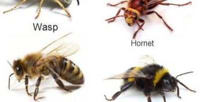 Hornet vs Wasp vs Yellow jacket sting